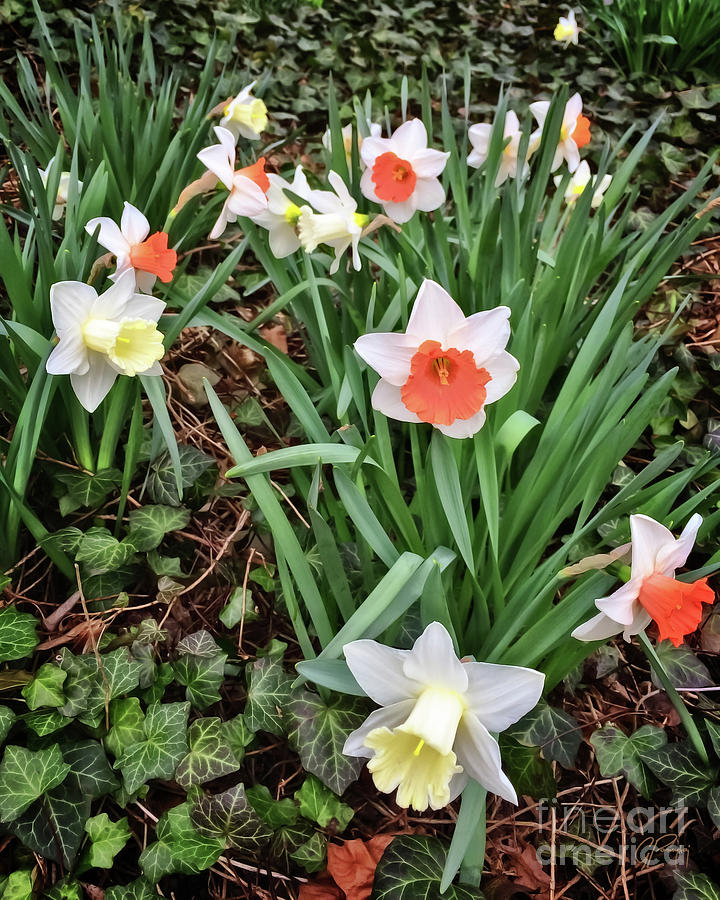 Daffodil - Spring Celebration Photograph by Gabriele Pomykaj