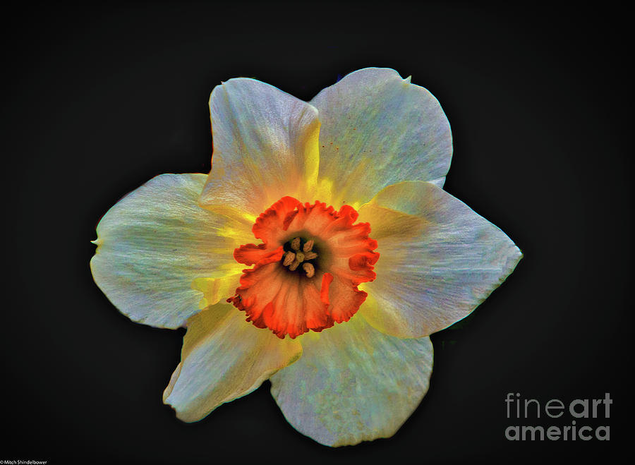 Daffodil Spring Photograph by Mitch Shindelbower