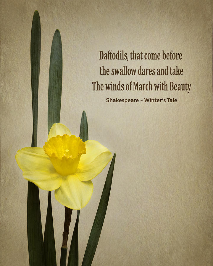 Daffodil - Spring Photograph by Nikolyn McDonald