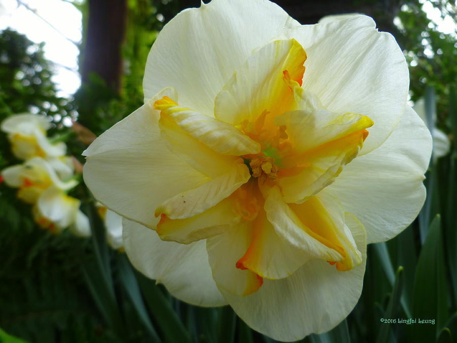 Daffodil Star Shines Photograph by Lingfai Leung