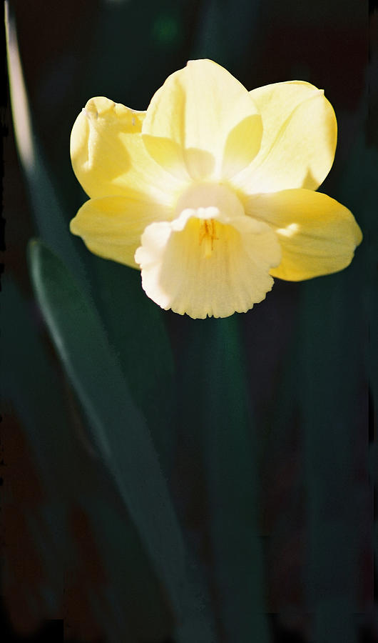 Daffodil Photograph by Steve Karol
