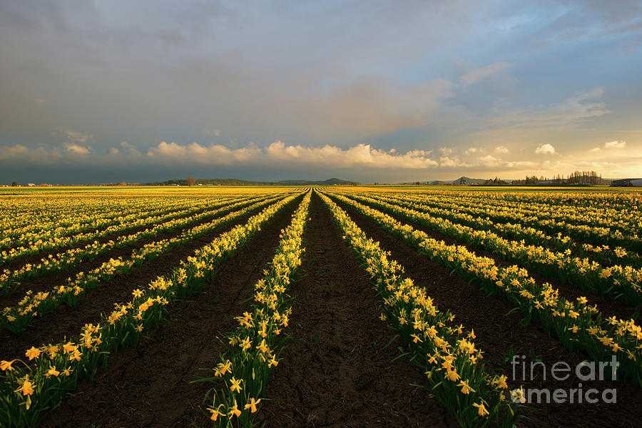 Daffodil Storm Photograph by Michael Dawson