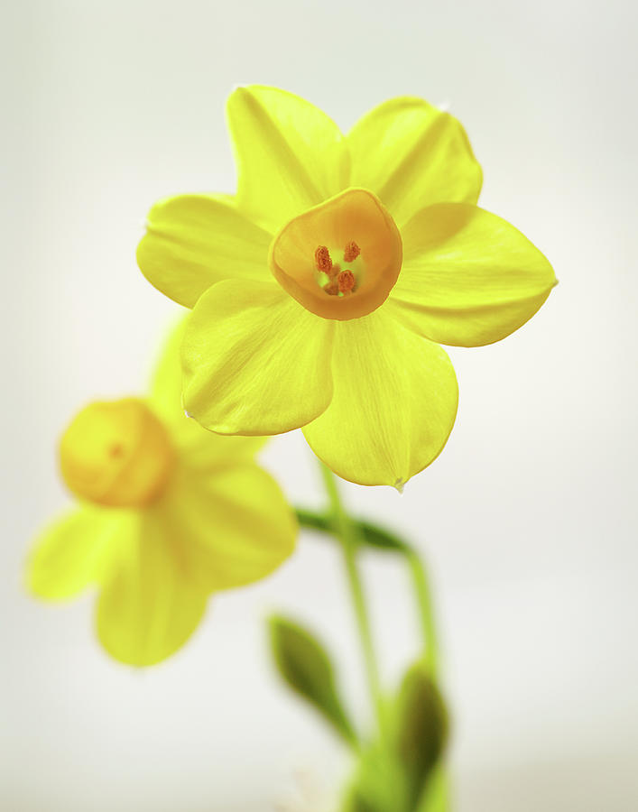 Daffodil Power Photograph by Garden Gate magazine