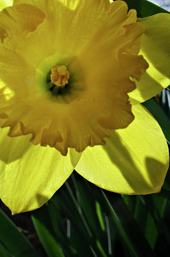 Daffodil Sun Photograph by ShaddowCat Arts - Sherry