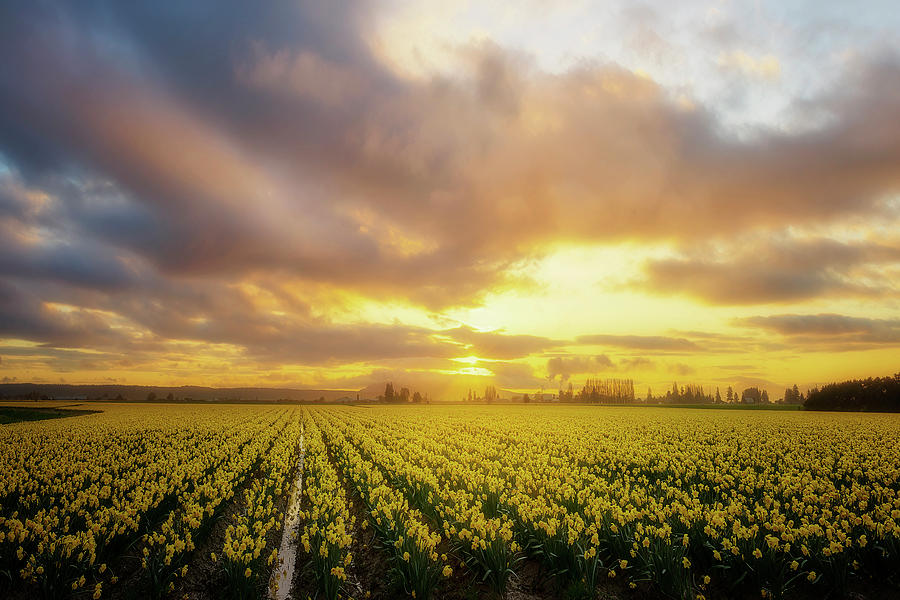 Daffodil Sunset Photograph by Ryan Manuel