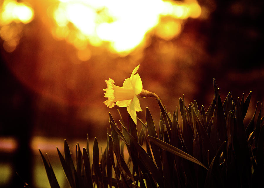 Sunset Photograph - Daffodil Sunset by Tim Fitzwater