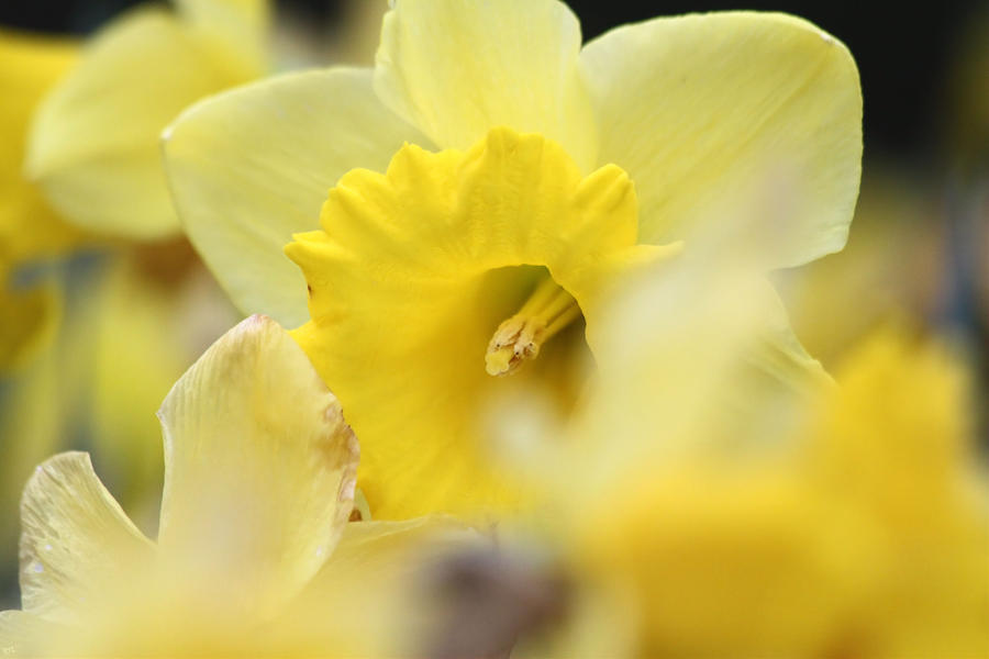 Daffodil Surprise Photograph