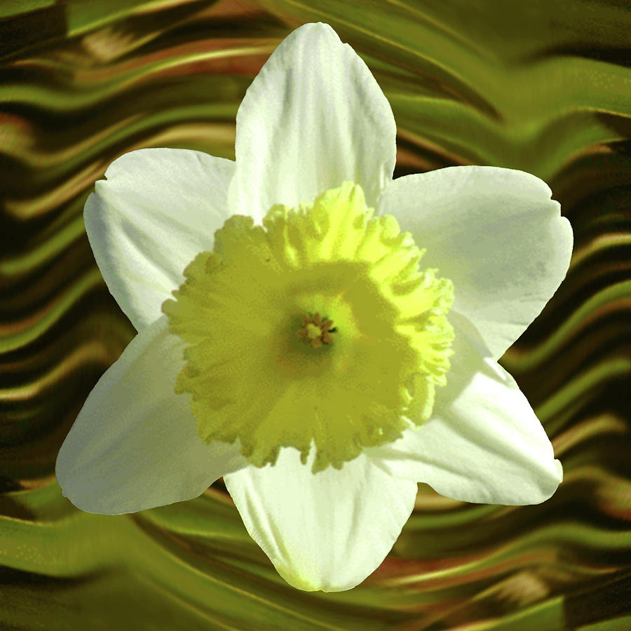 Daffodil Swirl Photograph by Alison Stein