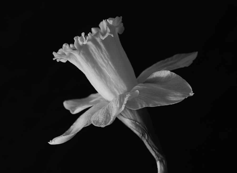 Still Life Photograph - Daffodil by Terence Davis