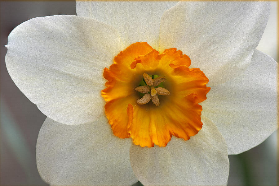 Daffodil Texture Composite Photograph by Clifford Pugliese - Fine Art ...