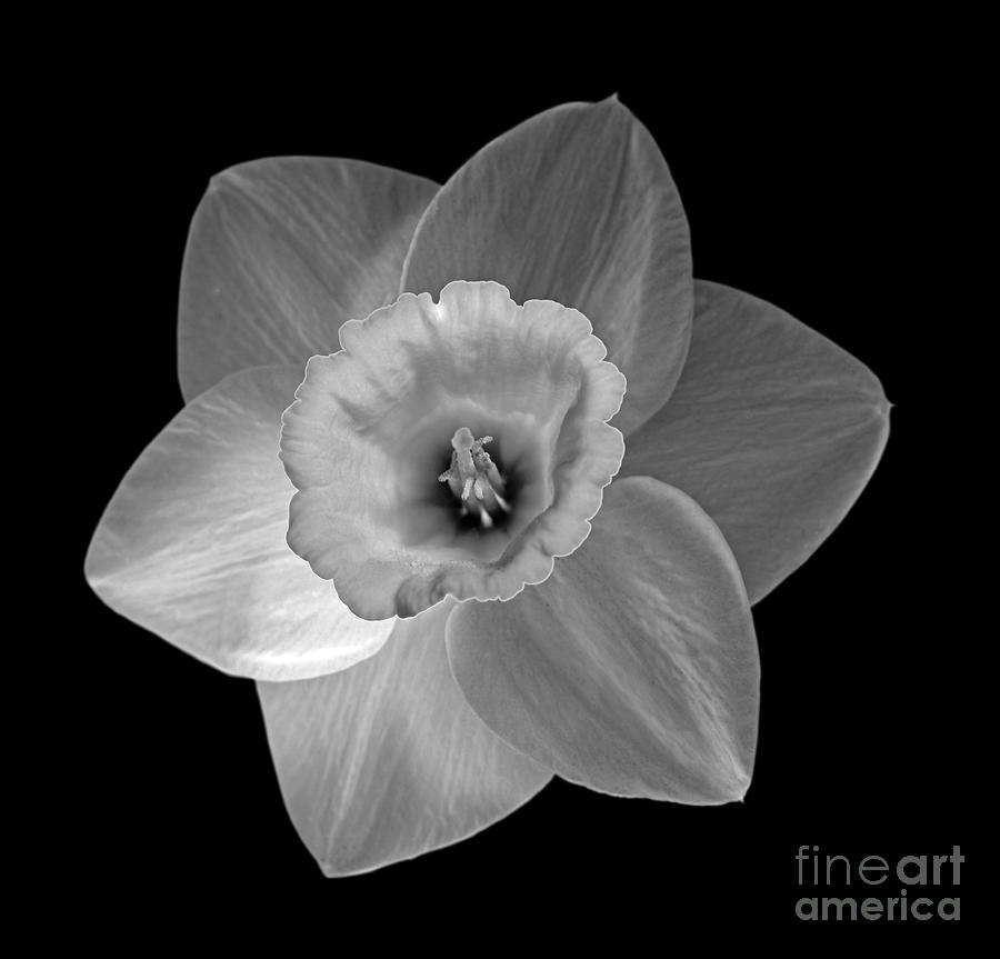 Daffodil Photograph by Tony Cordoza