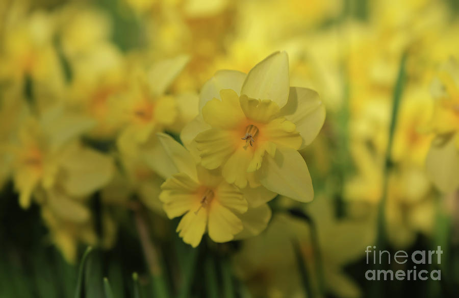 Daffodil Tripartite Photograph by Rachel Cohen
