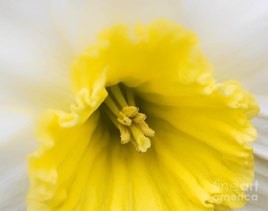 Daffodil Up Close Photograph by Arlene Carmel