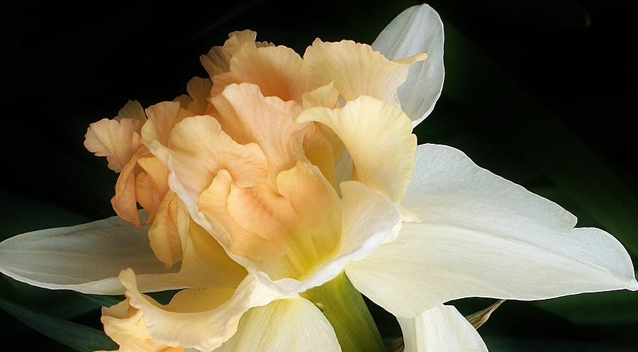 Daffodil Up Close Photograph by Bruce Bley