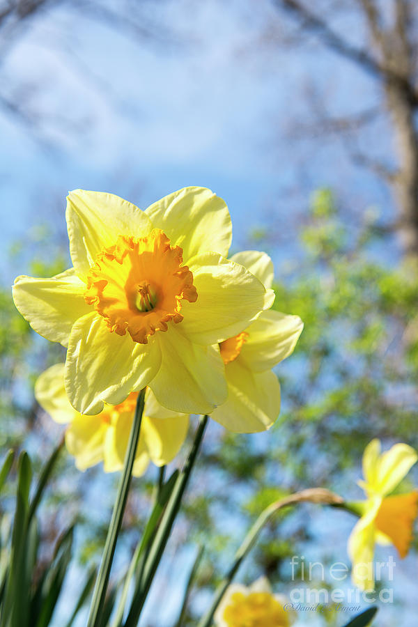 Daffodil Vertical Photograph by David Arment