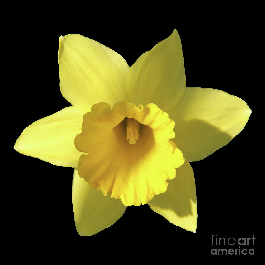 Daffodil With Black Background Photograph