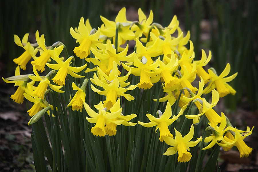 Daffodil Yellow Photograph by Shirley Mitchell