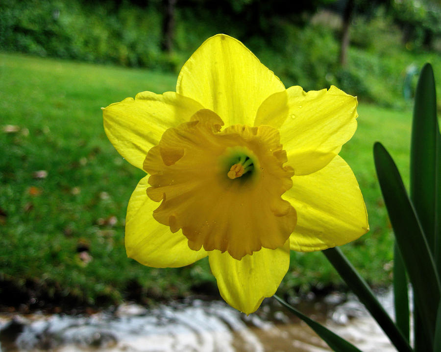 Daffodile in the Rain Photograph by Dorothy Cunningham
