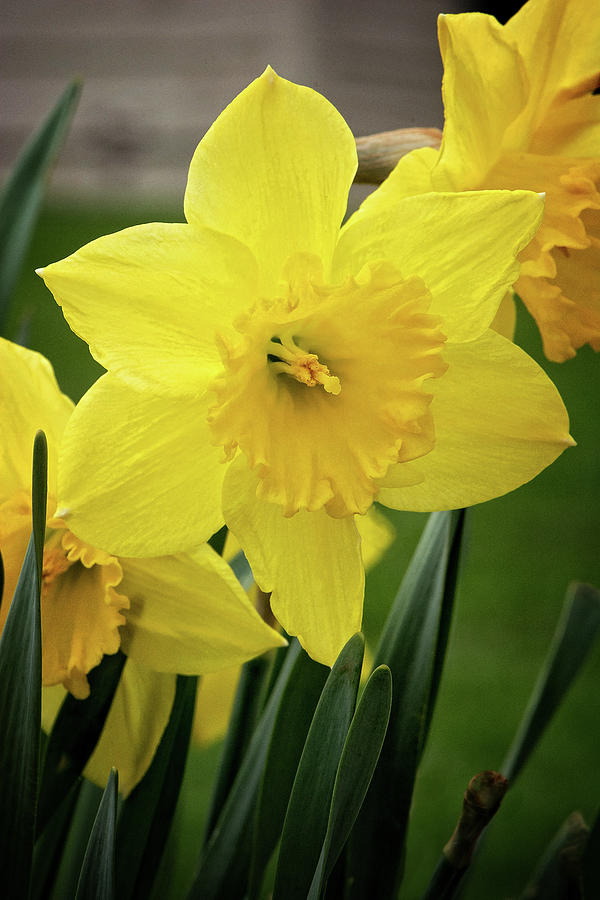Daffodiles in Spring Print Photograph by Gwen Gibson
