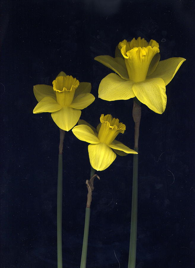 Daffodilia II Photograph by William Thomas - Fine Art America