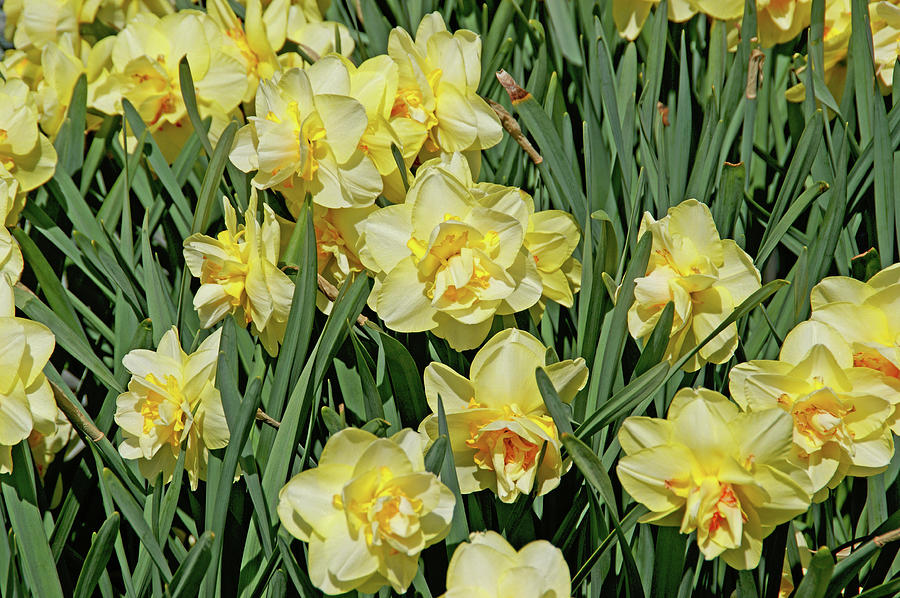 Daffodilia Photograph by Lynda Lehmann
