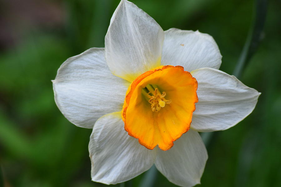 Daffodill, Narcissus flower Photograph by Regina Gardner - Fine Art America