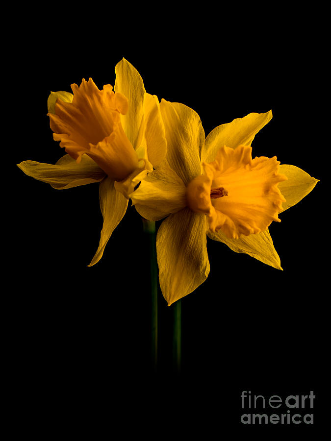 Spring Photograph - Daffodils 03-1 by Wei-San Ooi