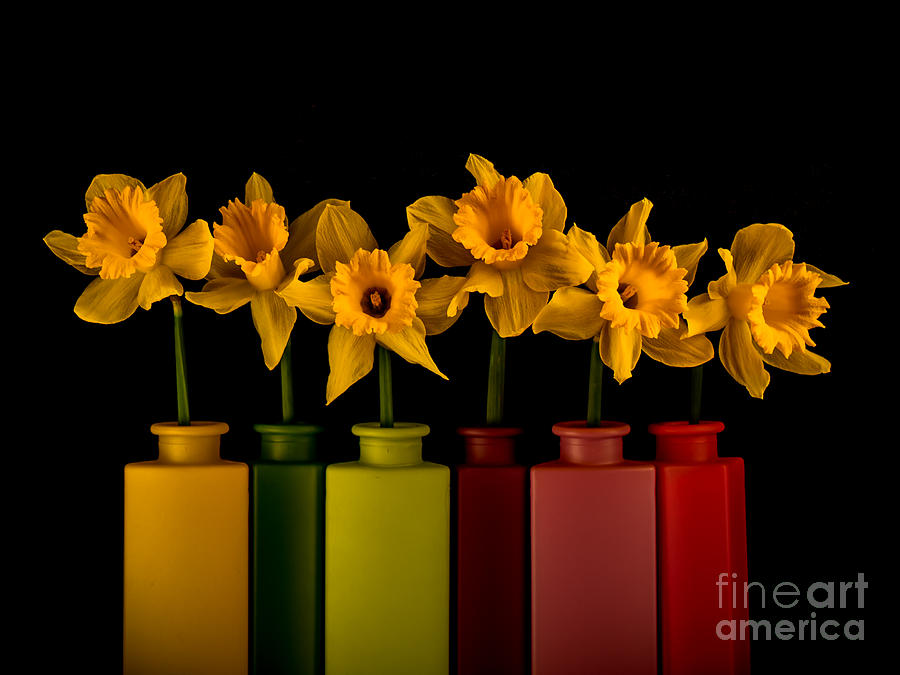 Spring Photograph - Daffodils 07-1 by Wei-San Ooi