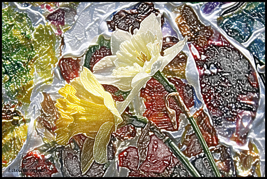 Daffodils #1 Photograph by John Lautermilch