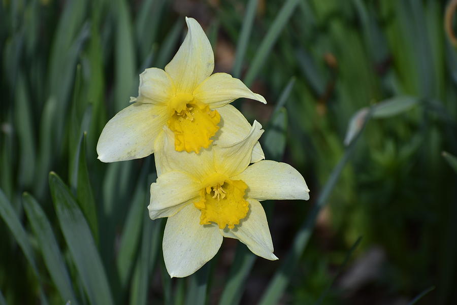 Daffodils 1 Photograph by Nina Kindred