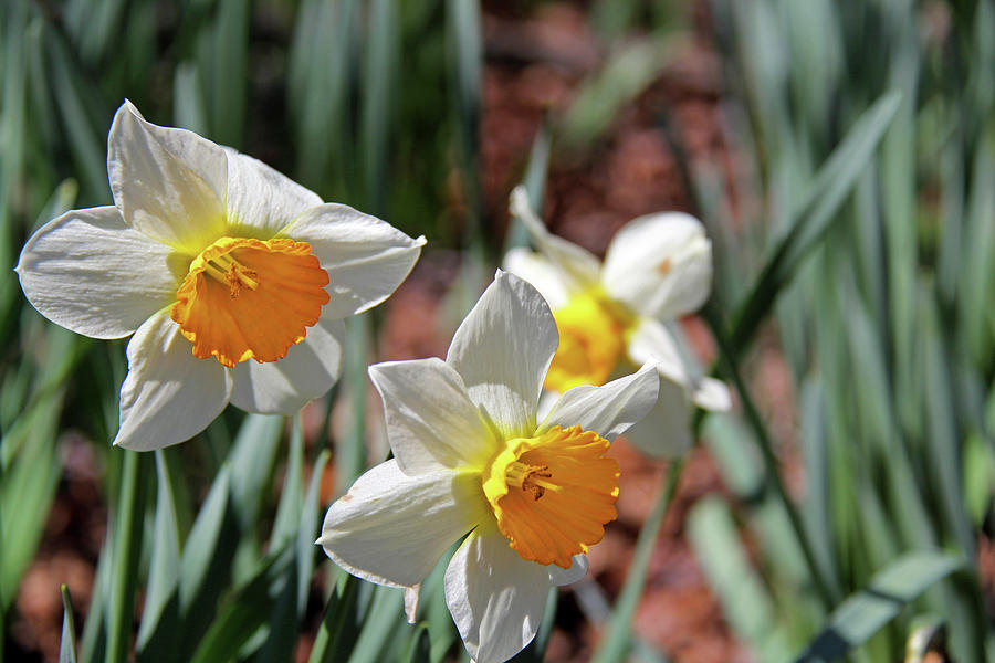 Daffodils 1 Photograph by Richard Krebs