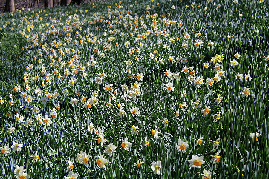 Daffodils 2 Photograph by Richard Krebs