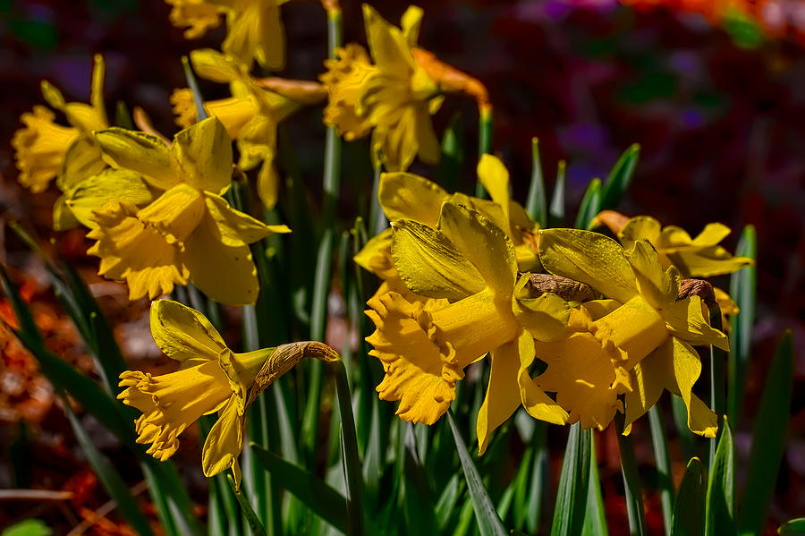 Flower Photograph - Daffodils 2015 by Leif Sohlman
