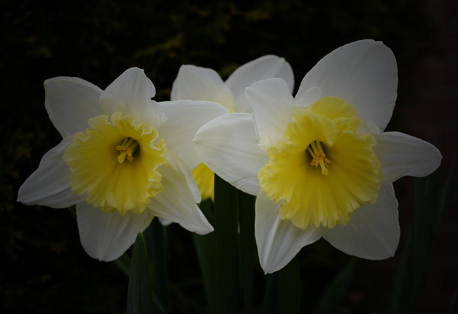 Spring Photograph - Daffodils - 2015 by Richard Andrews