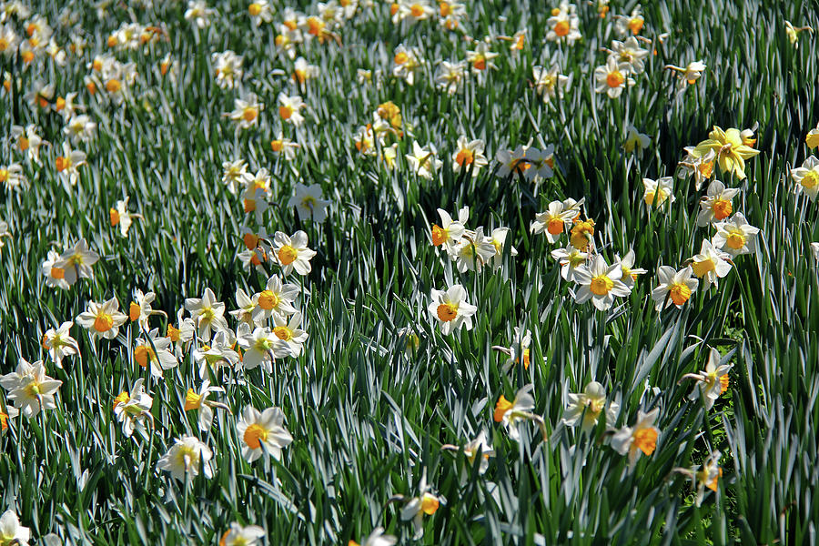 Daffodils 3 Photograph by Richard Krebs