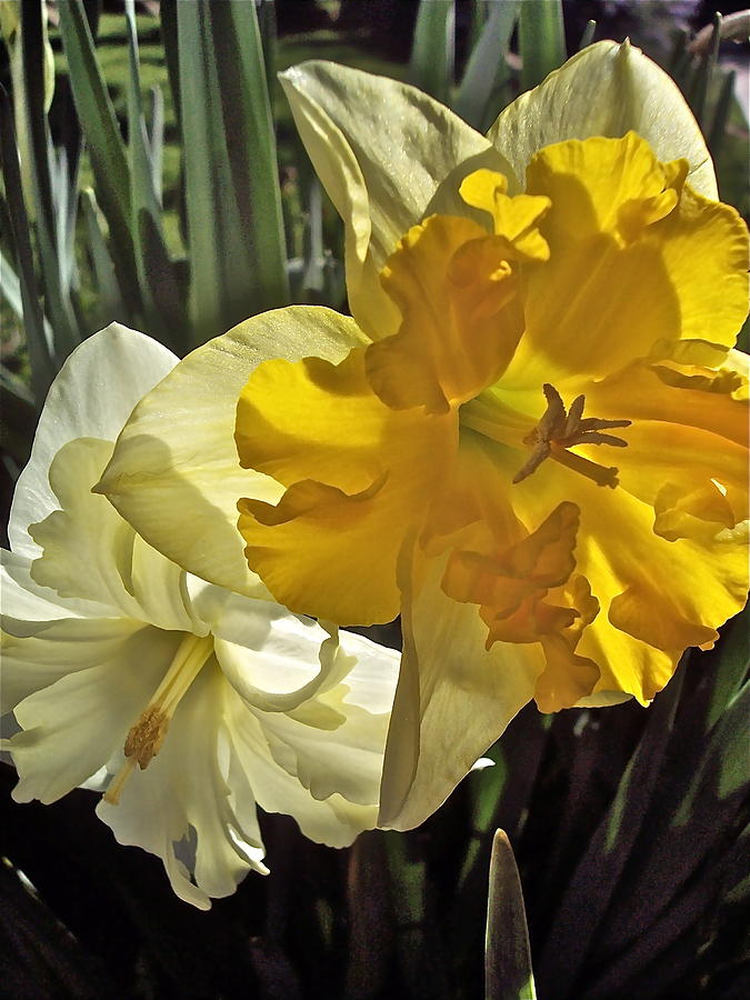 Daffodils 4 Photograph by Pamela Cooper