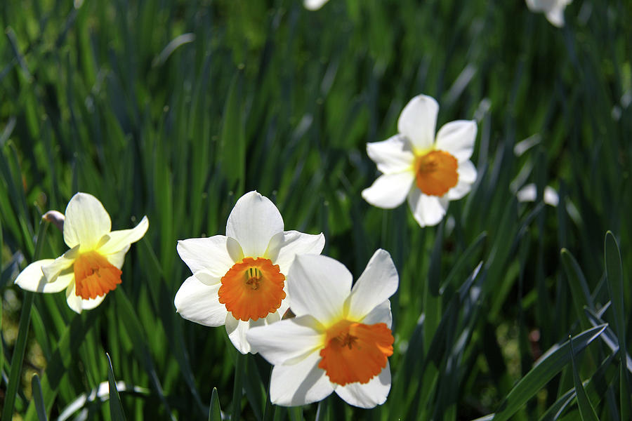 Daffodils 4 Photograph by Richard Krebs