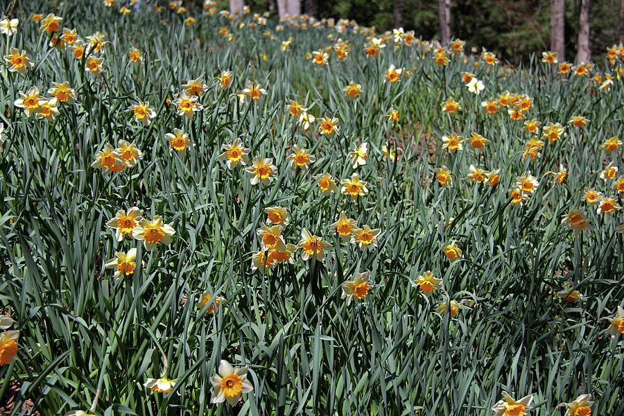 Daffodils 5 Photograph by Richard Krebs
