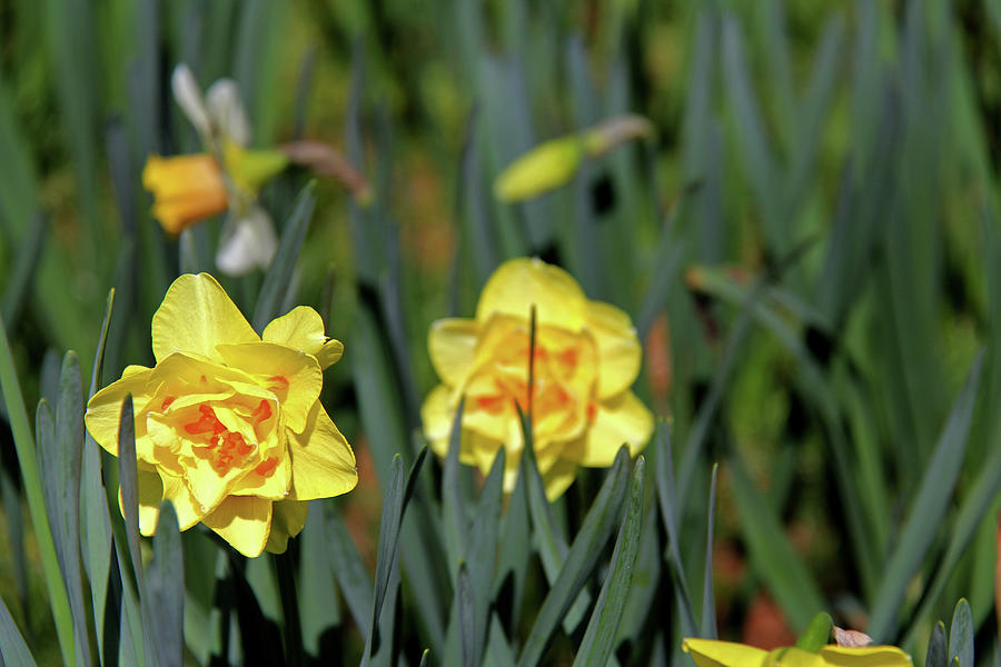 Daffodils 6 Photograph by Richard Krebs