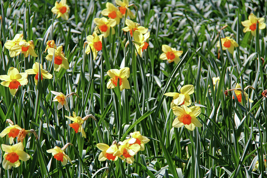 Daffodils 7 Photograph by Richard Krebs