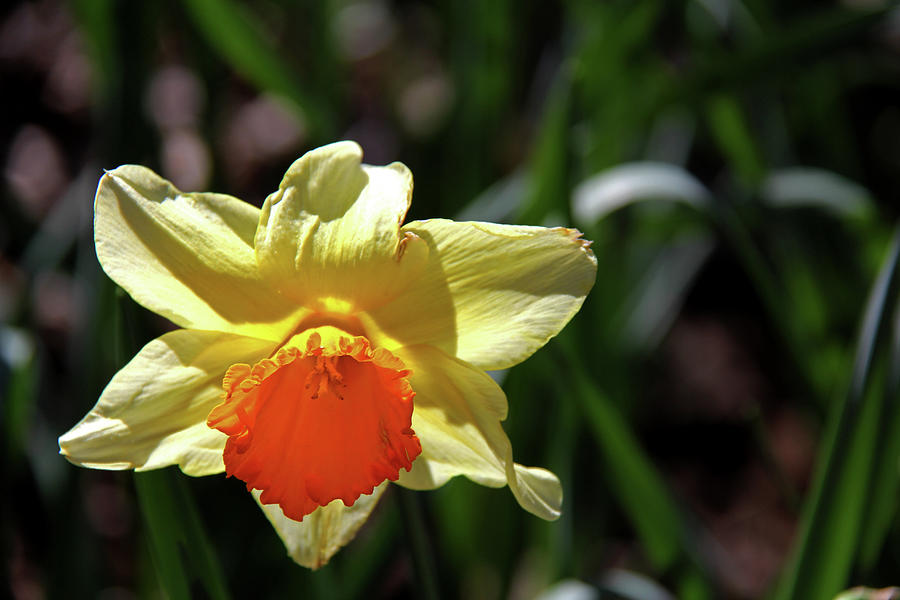 Daffodils 8 Photograph by Richard Krebs