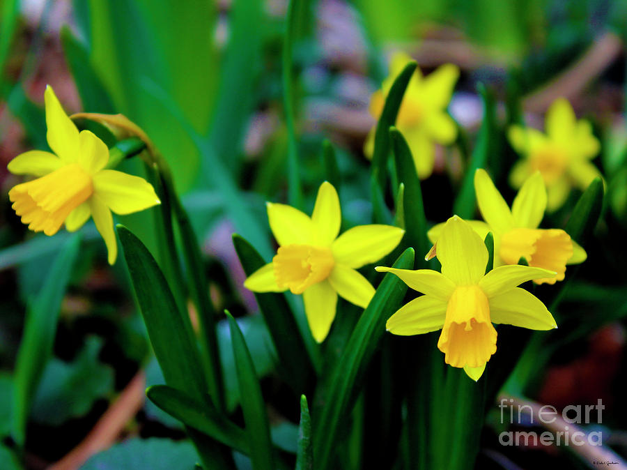 Flower Photograph - Daffodils A Symbol of Spring by Dale E Jackson