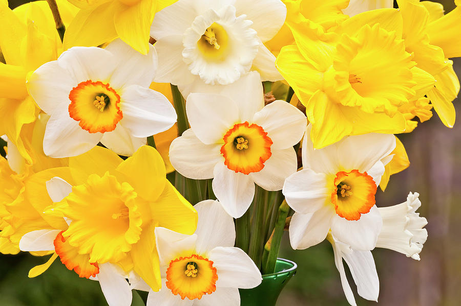 Daffodils Photograph by Alan L Graham