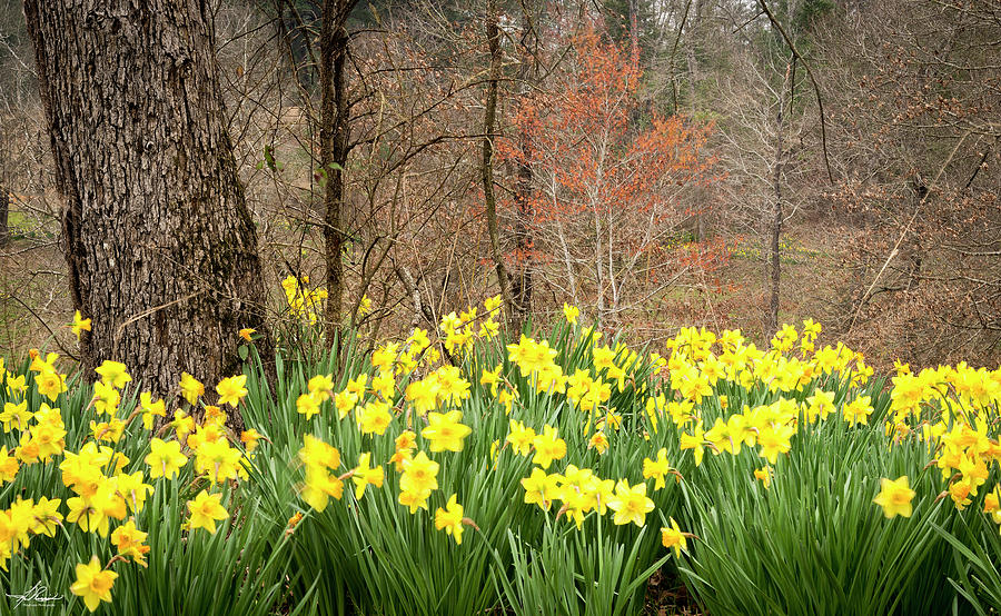 Spring Photograph - Daffodils Among the Trees by Phil And Karen Rispin