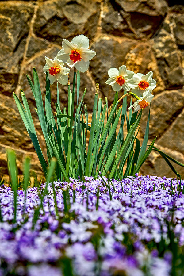 Daffodils Among the Violets Photograph by John Haldane