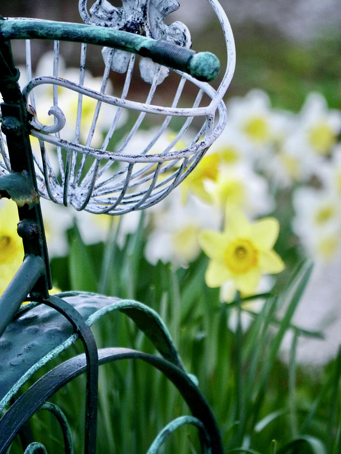 Daffodils and a Bicycle Photograph by Rachel Morrison