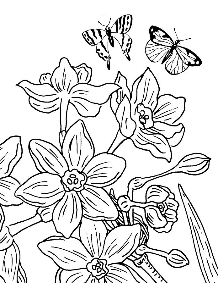 Daffodils And Butterflies Drawing Drawing by Irina Sztukowski