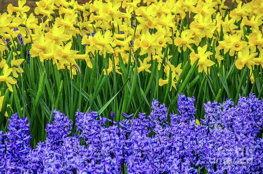 Daffodils and Hyacinth Photograph by Pat Lucas - Pixels