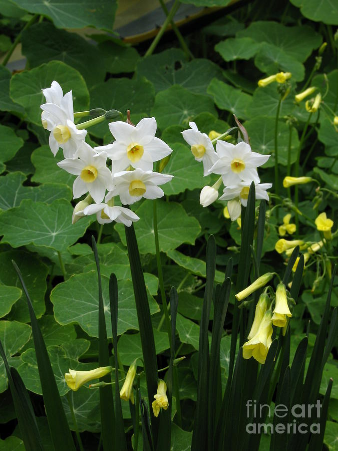 Daffodils And Oxalis Photograph by James B Toy