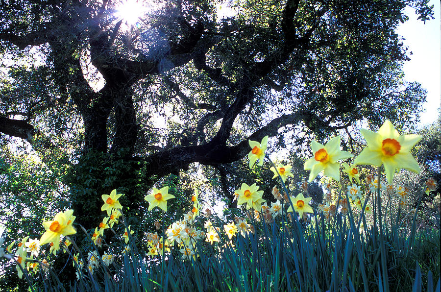 Flower Photograph - Daffodils and the Oak by Kathy Yates
